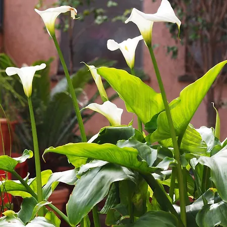 Vatican Treasure Garden