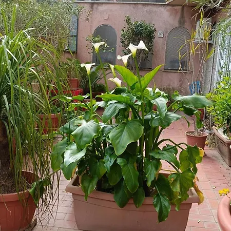 Vatican Treasure Garden Lägenhet *